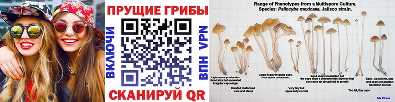 Псилоцибиновые грибы Psilocybine cubensis  ссылка на мегу   Елец 